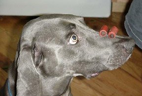 A Lincoln Park dog photographed in a member household, c. 2002