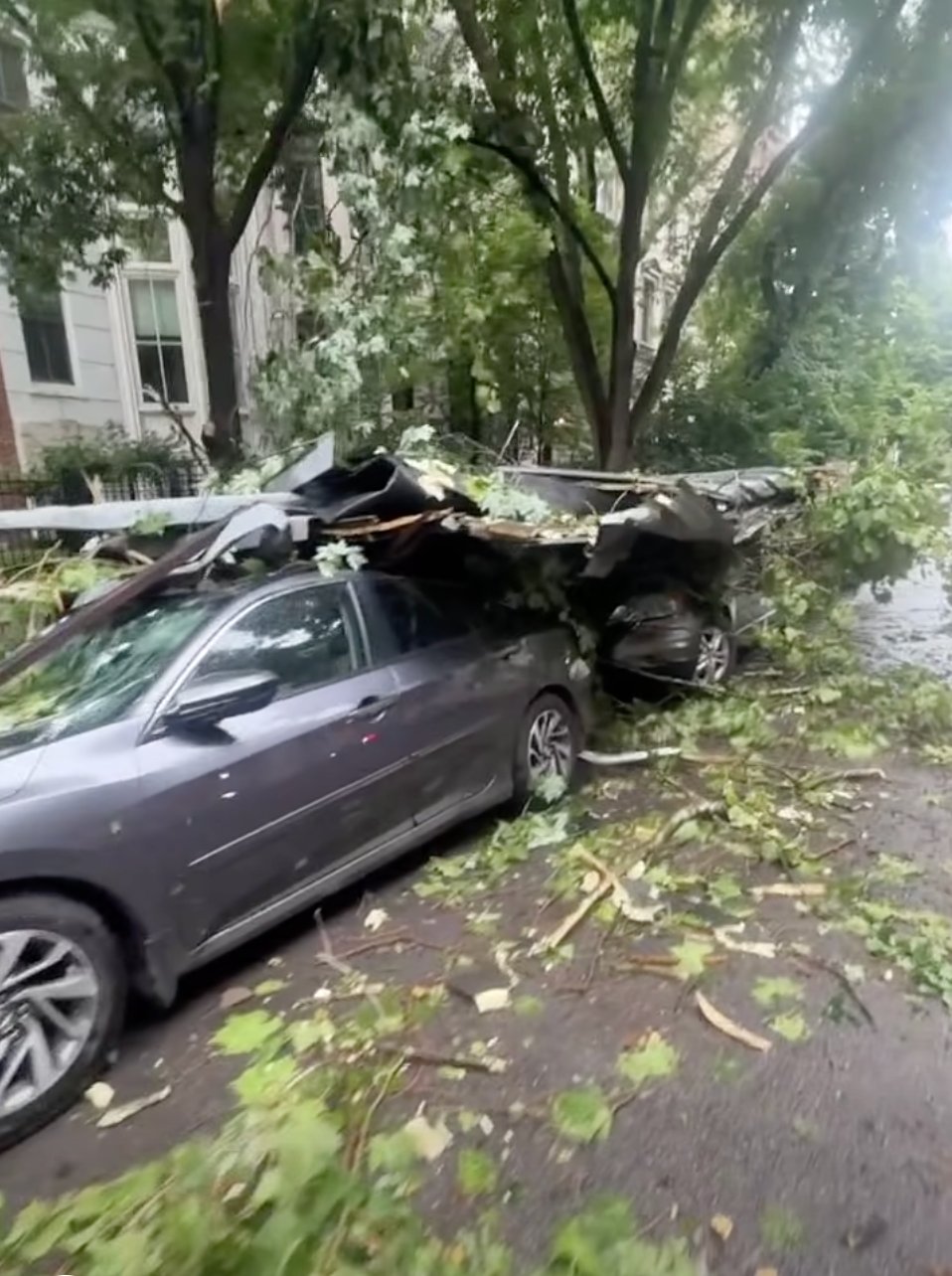A tree collapsed onto a sedan on a Lincoln Park street