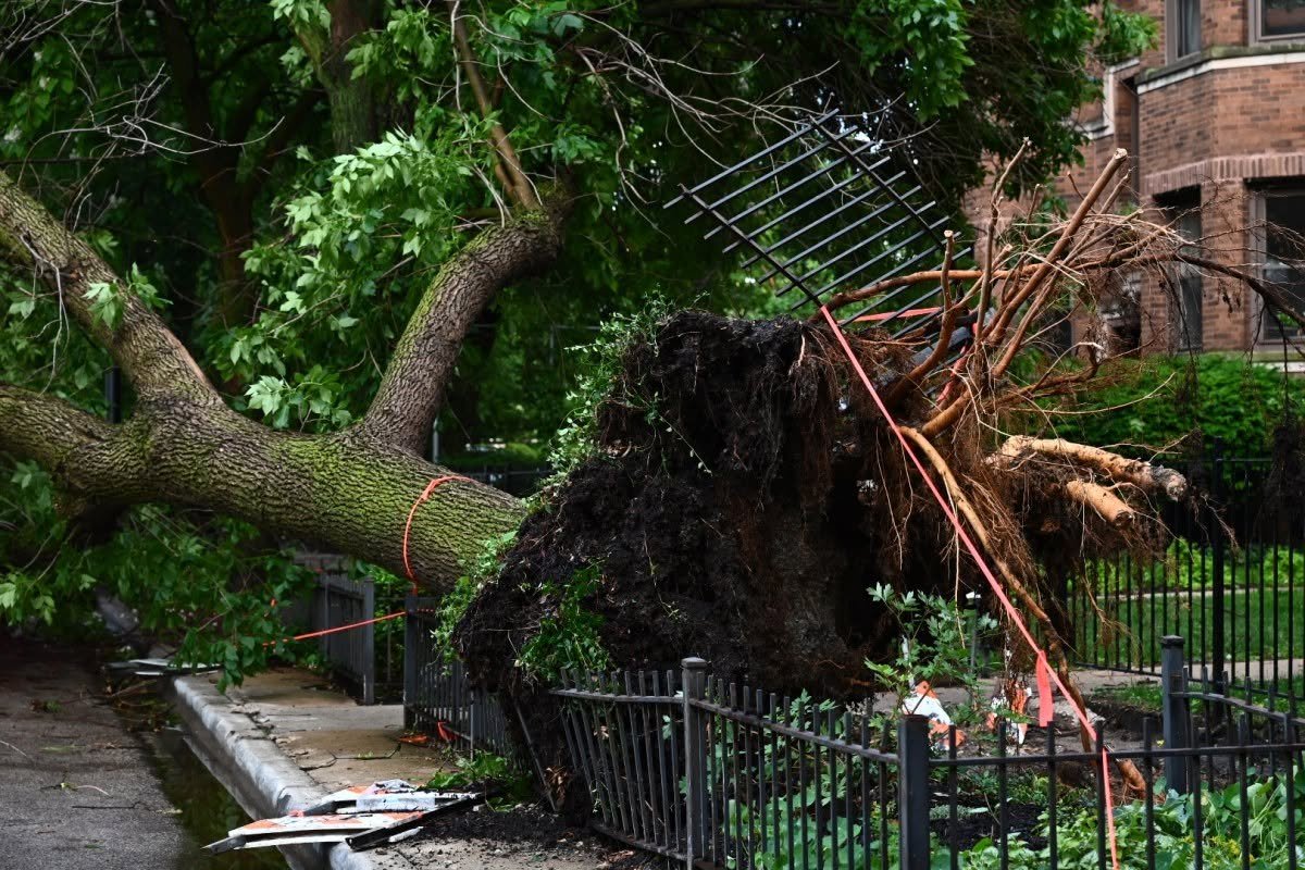 A large tree uprooted onto a wrought-iron fence in Lincoln Park